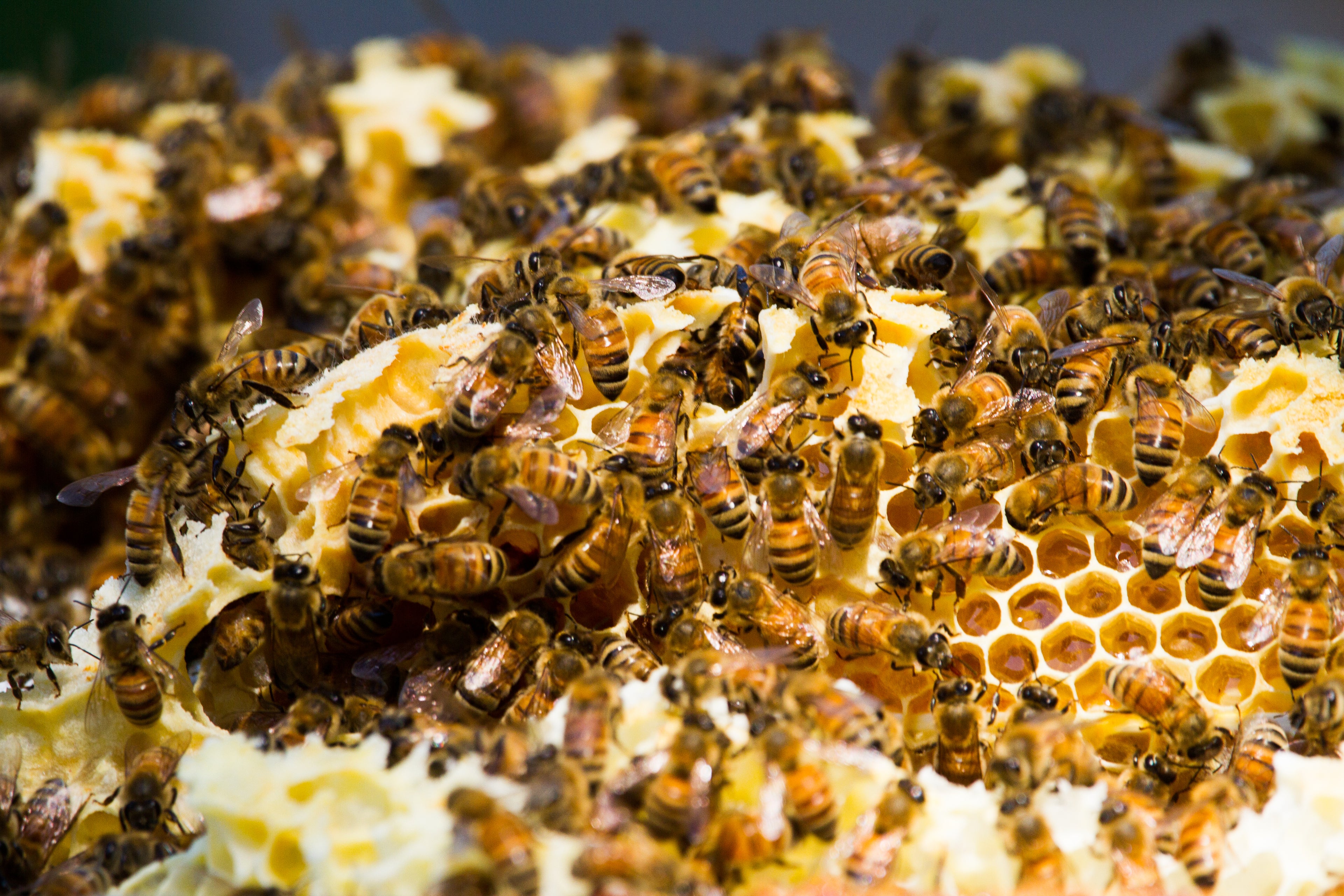 2 Bedroom Forest Wellness Retreat